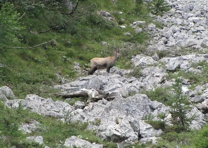 Πανσιόν Sydler